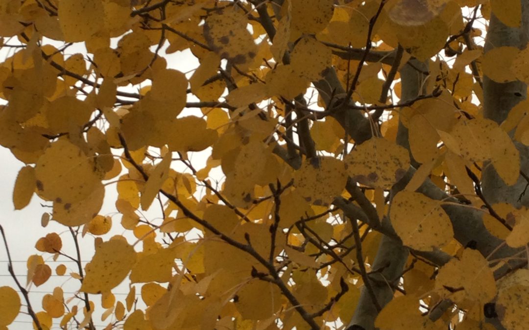 AND THE CHAOS CONTINUES. . . . 10/26 newsletter