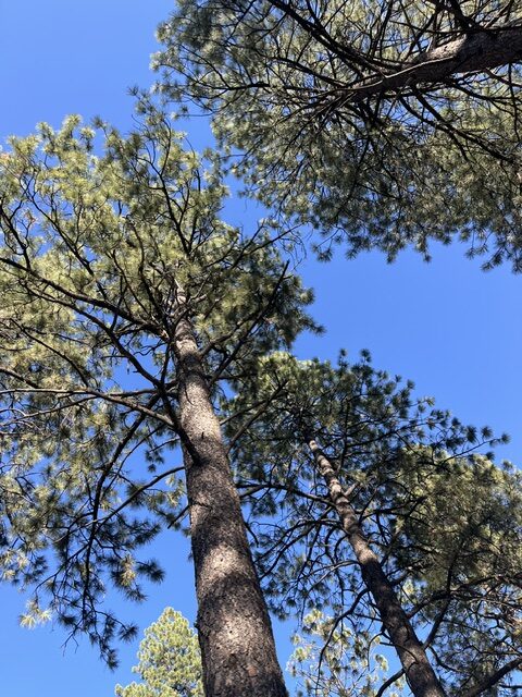CONSCIOUSNESS IS A WAY OF LIFE . . . . 8/03 newsletter