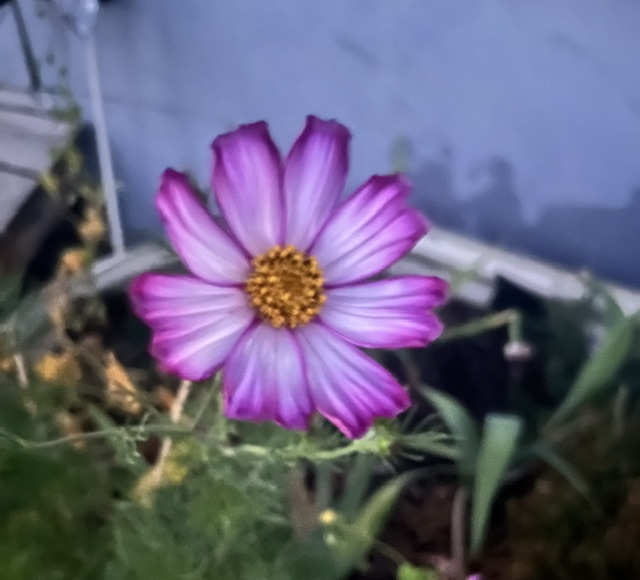 PRECIOUS . . . . 9/21 newsletter