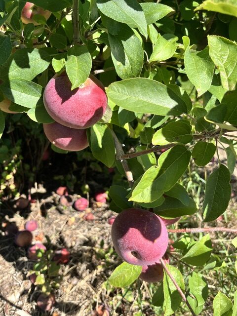 Autumn within and without . . . . 10/13 newsletter
